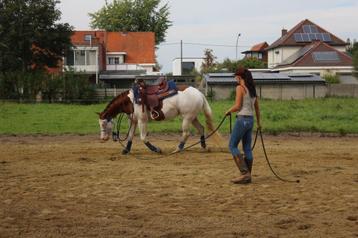 VS-HorseTraining : zadelmak maken en andere trainingen
