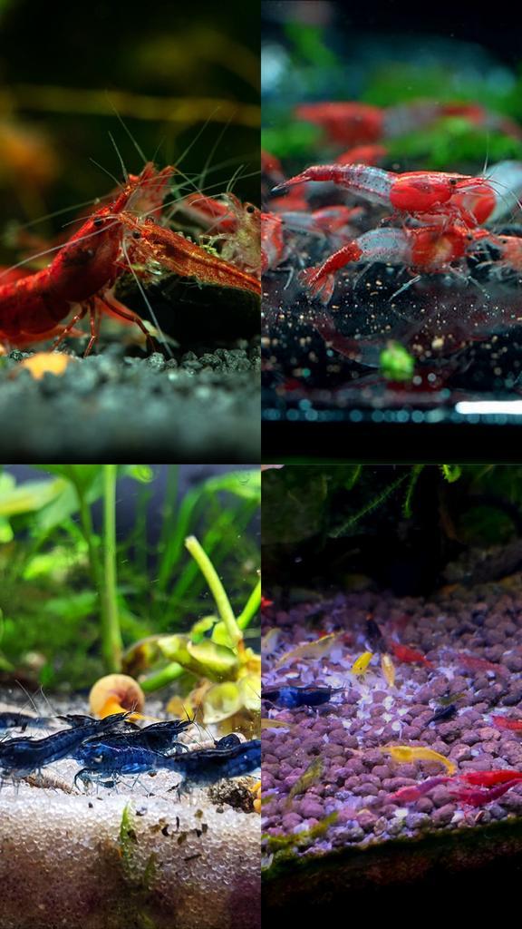 Rode/Rode Rili/Blauwe/Low grade neocaridina garnalen te koop, Dieren en Toebehoren, Vissen | Aquariumvissen