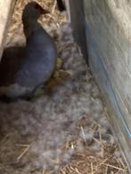 Jeunes canards barbarie avec mère canard, Canard, Plusieurs animaux
