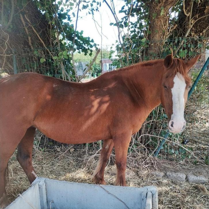 Merrie, Dieren en Toebehoren, Paarden, Merrie, Zadelmak, Minder dan 160 cm, 11 jaar of ouder, Recreatiepaard, Gechipt, Ontwormd