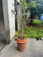 Olijven boom inclusief bloempot, Ophalen