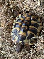 Griekse landschildpad met cites nabij E17-E40, Dieren en Toebehoren, Ophalen