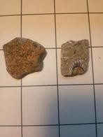 Fossiele matrix met fossiele schelpen, Verzamelen, Mineralen en Fossielen, Ophalen of Verzenden, Schelp(en)