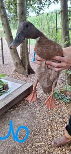 Loopeenden, Dieren en Toebehoren, Pluimvee