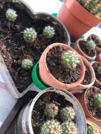 Cactussen (klein), Tuin en Terras, Planten | Tuinplanten, Ophalen
