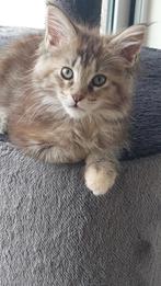 Maine coon kittens met stamboom, Vermifugé, Chatte ou Chat, 0 à 2 ans