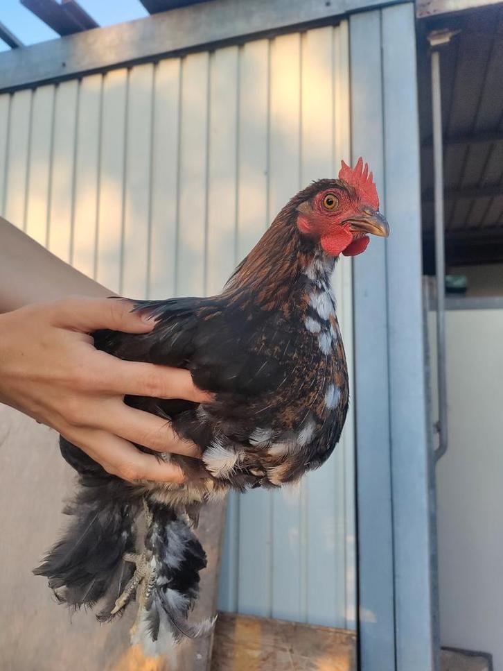 Haantje, Dieren en Toebehoren, Pluimvee, Kip, Mannelijk