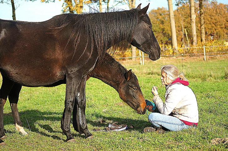 Zelfverzekerd Paso Fino veulen hengst 8 maanden natuurtölt, Dieren en Toebehoren, Paarden, Hengst, Onbeleerd, Minder dan 160 cm