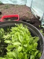 Salade à planté, Jardin & Terrasse, Enlèvement, Comme neuf