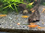 Orange Sakura garnalen - Neocaridina davidi - 1 euro, Kreeft, Krab of Garnaal, Zoetwatervis, Schoolvis
