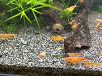 Orange Sakura garnalen - Neocaridina davidi - 1 euro beschikbaar voor biedingen