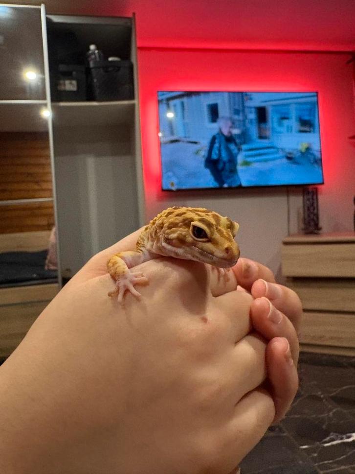 Terrarium avec gecko leopard, Dieren en Toebehoren, Reptielen en Amfibieën | Toebehoren, Ophalen of Verzenden