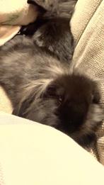 2 mooie hangoor konijnen met kooi dn toe behoren, Plusieurs animaux, Petit, Oreilles tombantes, 0 à 2 ans