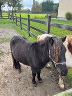 falabella, Dieren en Toebehoren, Gechipt, Ruin, 0 tot 2 jaar, A pony (tot 1.17m)
