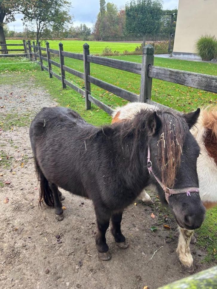 falabella, Dieren en Toebehoren, Pony's, Ruin, Onbeleerd, A pony (tot 1.17m), Recreatiepony, 0 tot 2 jaar, Met stamboom, Gechipt