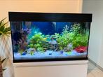 Juwel Aquarium Rio 125L Led 80x35x50, Dieren en Toebehoren, Vissen | Aquariumvissen