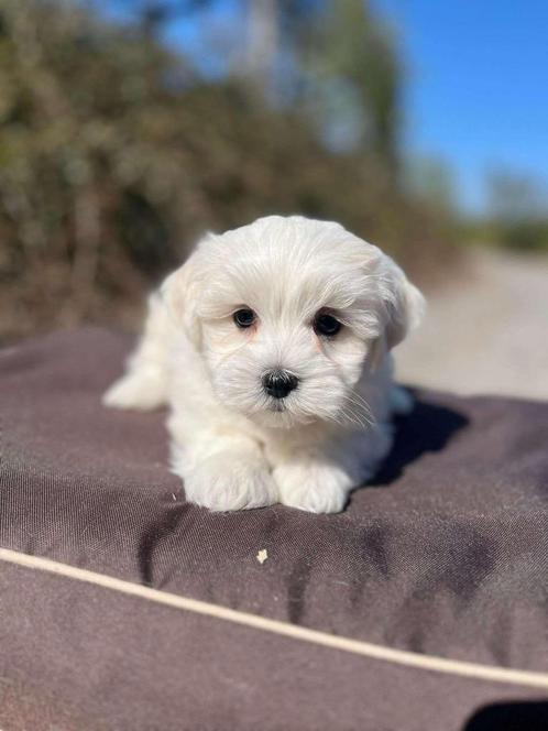Maltezer pupjes bij ons geboren, Dieren en Toebehoren, Honden | Chihuahua's en Gezelschapshonden, Meerdere dieren, Overige rassen