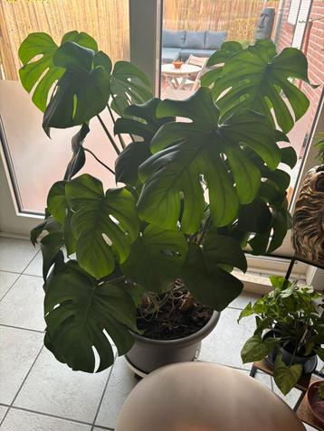 Monstera deliciosa met pot beschikbaar voor biedingen