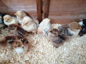 Kuikentje cochin kriel verschillende kleuren 