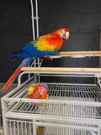 Jonge tamme baby Geelvleugel Ara's met DNA en getest op alle, Dieren en Toebehoren, Vogels | Parkieten en Papegaaien, Meerdere dieren