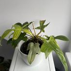 Philodendron florida ghost, Enlèvement