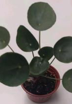 Pannenkoekenplant (Pilea Peperomioides), Huis en Inrichting, Kamerplanten, Ophalen, Overige soorten, Halfschaduw, Minder dan 100 cm
