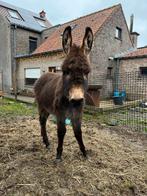Jonge hengst ezel, Dieren en Toebehoren, Hengst