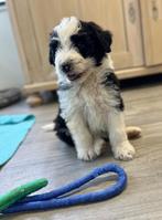 Knappe aussiedoodles (Australische herder x poedel), Dieren en Toebehoren, België, CDV (hondenziekte), 8 tot 15 weken, Meerdere