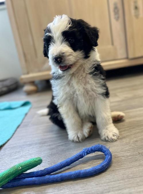 Knappe aussiedoodles (Australische herder x poedel), Dieren en Toebehoren, Honden | Herdershonden en Veedrijvers, Meerdere dieren