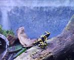 2dendrobate Jaune, Dieren en Toebehoren, Reptielen en Amfibieën