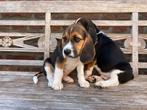 Beagle pups  (geen grote hondenkennel), Dieren en Toebehoren, CDV (hondenziekte), Meerdere, 8 tot 15 weken, Meerdere dieren