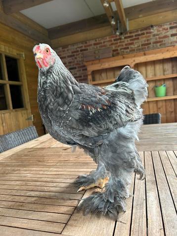 brahma zalm hanen beschikbaar voor biedingen