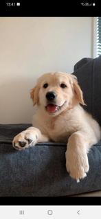 Golden retriever pups met garantie, Plusieurs, Belgique, 8 à 15 semaines, Golden retriever