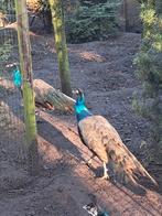 Pauwen, Dieren en Toebehoren