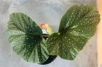 Begonia Corallina - prachtige kamerplant, Enlèvement ou Envoi