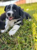 Mooie border collie pups, Dieren en Toebehoren, Honden | Niet-rashonden, België, CDV (hondenziekte), 8 tot 15 weken, Meerdere