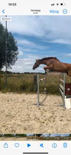 Mooi springpaard, Dieren en Toebehoren, Paarden, Ruin, Zadelmak, Springpaard