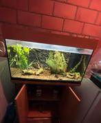 Aquarium in top staat, Dieren en Toebehoren, Ophalen, Zo goed als nieuw, Leeg aquarium