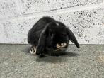 Nhd ram, Dieren en Toebehoren, Konijnen, Mannelijk, Klein, Hangoor, 0 tot 2 jaar