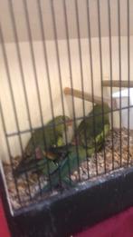 Bergparkiet te koop geringt 2025, Dieren en Toebehoren, Geslacht onbekend, Parkiet