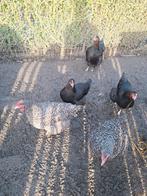 marans en mechelse koekoek, Dieren en Toebehoren, Pluimvee