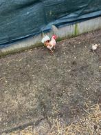 Coq Serama européen avec 3 poules, Animaux & Accessoires, Volatiles