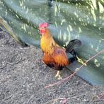 Haan, Dieren en Toebehoren, Mannelijk, Kip