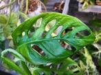 monstera andansonii aurea variegata, Enlèvement ou Envoi