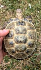Testudo horsfieldii (schildpad), Dieren en Toebehoren, Ophalen, Nieuw, Overige typen