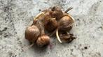 Crocus Sativus - Saffraankrokus bol, Tuin en Terras, Ophalen, Najaar, Halfschaduw, Bloembol