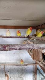 Vogels, Dieren en Toebehoren, Vogels | Parkieten en Papegaaien, Meerdere dieren, Geringd, Dwergpapegaai of Agapornis