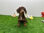 Dwergteckel pups, België, 8 tot 15 weken, Korthaar, CDV (hondenziekte)