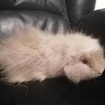 Ch teddy beertje, Cavia, Mannelijk, Januari, Tam