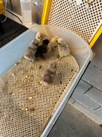 Eendagskuikens zijdehoen usa, Dieren en Toebehoren, Pluimvee, Geslacht onbekend, Kip